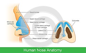 Anatomy of human nose