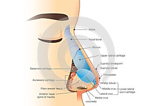 Anatomy of human nose photo