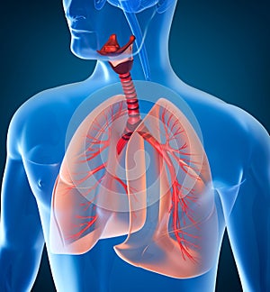 Anatomy of human respiratory system