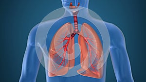 Anatomy of human respiratory system