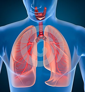 De hombre respiratorio sistema 