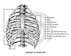 Anatomy of human ribs hand draw vintage clip art isolated on white background