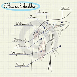 Anatomy of the human shoulder