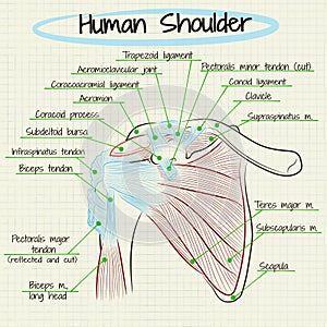 Anatomy of the human shoulder detail