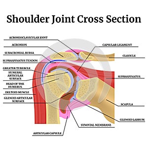 Anatomy of the human shoulder joint in cross section.