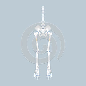 Anatomy of human spine, spinal cord, hip, pelvic bone, long bone marrow basics, leg and foot, internal organs body part