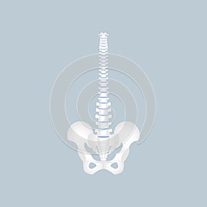 Anatomy of human spine, spinal cord, thoracic, cervical, lumbar, pelvic bone, internal organs body part orthopedic health care