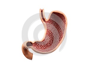 Anatomy of human stomach with inside view cut section isolated on white background
