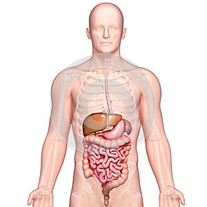 Anatomy of human stomach and liver photo