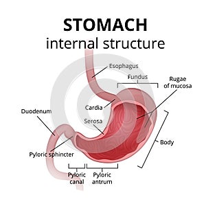 The anatomy of the human stomach photo