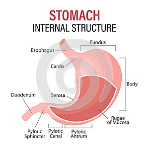 Anatomy of the human stomach, medical poster with detailed diagram of the structure of the internal stomach.