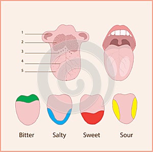 Anatomy of the human tongue