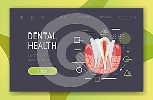 anatomy of human tooth structure nerve endings cross section for medical dental clinic dentist medicine dentistry