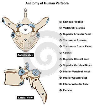 Anatomy of human vertebra structure infographic diagram