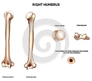 Anatomy of humerus