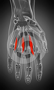 Anatomy illustration - interosseous