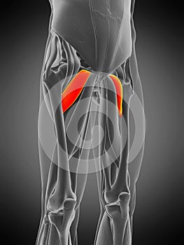 Anatomy illustration - pectineus