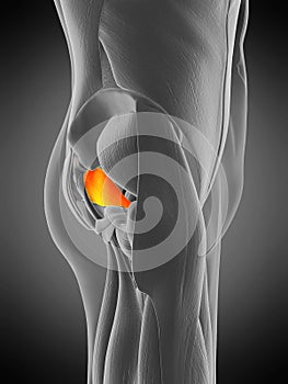 Anatomy illustration - piriformis