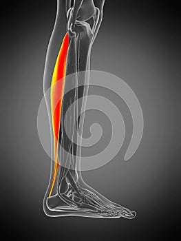 anatomy illustration - soleus