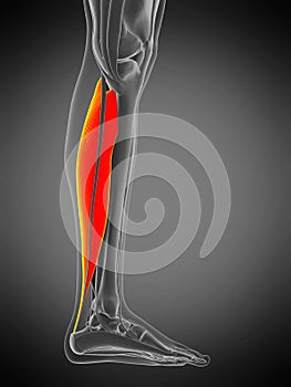 anatomy illustration - soleus