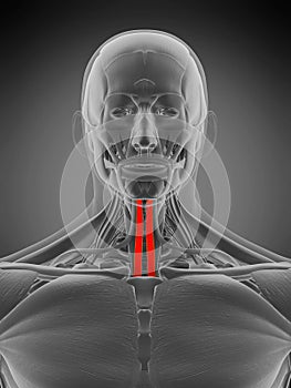 Anatomy illustration - sternohyoid