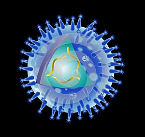 Anatomy of influenza flu virus