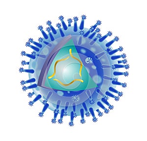 Anatomy of influenza flu virus