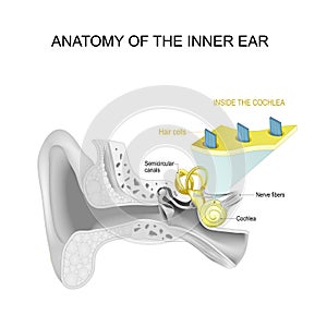 Anatomy of the inner ear. Close-up of Hair cells