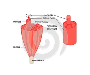 Anatomy inside muscle, structure fiber with tendon. Anatomical skeletal tissue infographic. Vector