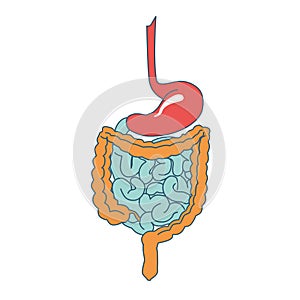 Anatomy of intestinal organs, Image of stomach, rectum, small, large intestine, colon, cecum, duodenum, jejunum, ileum. Medical