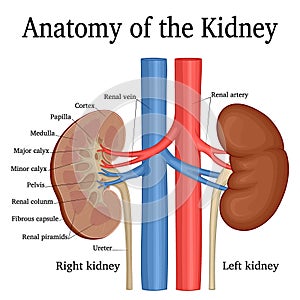 Anatomy of the Kidney