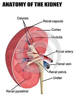 Anatomy of the kidney photo