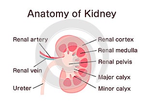 Anatomy of Kidney vector illustration