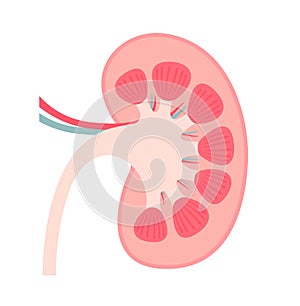 Anatomy of Kidney vector illustration