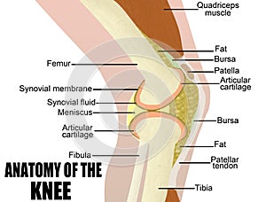 Anatomy of the knee