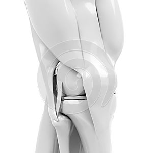 Anatomy of the knee. 3d rendered illustration