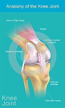 Anatomy of the Knee Joint. photo