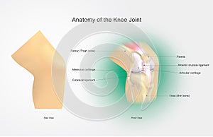 Anatomy of the Knee Joint. Eeducation infographic. Vector design. photo