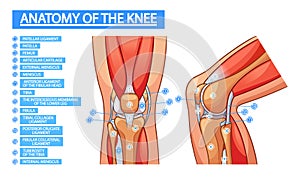 Anatomy Of Knee Joint Medical Infographics. Patella, Femur, Articular Cartilage. External Or Internal Meniscus, Tibia photo