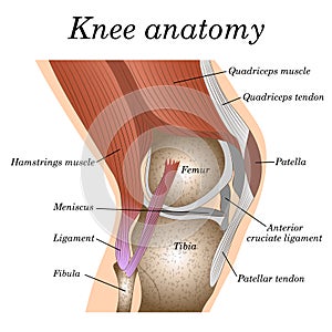 Anatomy of the knee joint side view, template for training a medical surgical poster, traumatology page. Vector illustration.