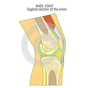 Anatomy of the knee_Sagittal section