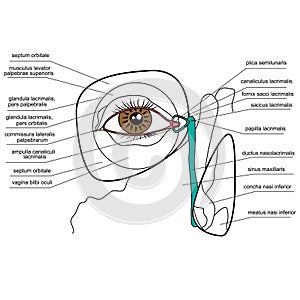 Anatomy of the lacrimal apparatus photo