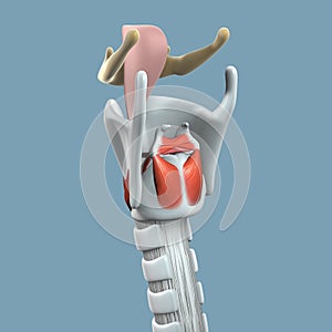 Anatomy of Larynx photo