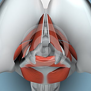 Anatomy of Larynx