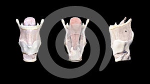 Anatomy of the larynx 3d medical illustration on black background, 3d rendering