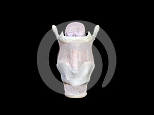 Anatomy of the larynx 3d medical illustration on black background, 3d rendering