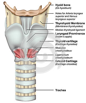Anatomy of the larynx 3d medical  illustration on white background photo
