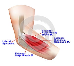 Anatomy of the Lateral Elbow