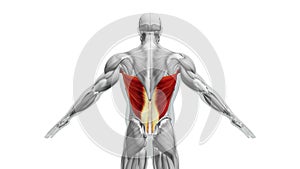 Anatomy of the Latissimus Dorsi Muscles