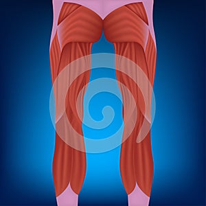 Anatomy of the leg muscles, rear view.